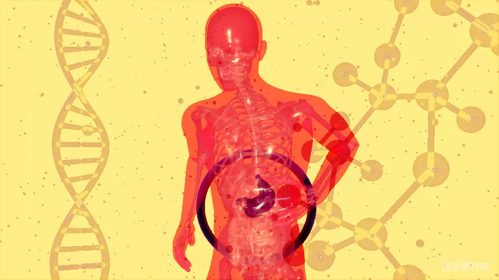 高清摄影  一张显示人体的图片，图中带有人体示意图。