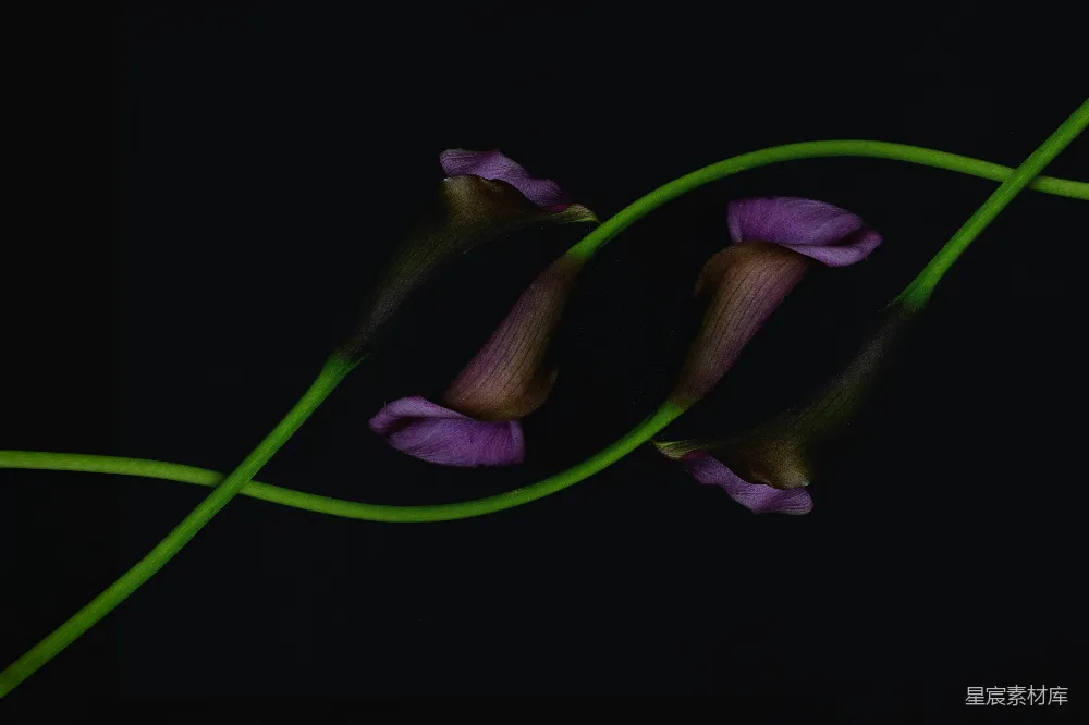 高清摄影 实验性 自然 紫色的卡特兰百合花与绿色的茎交织在一起，在黑色背景上。