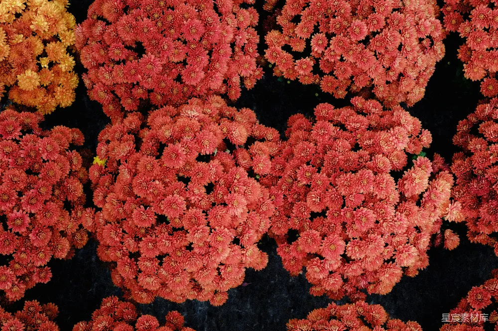 高清摄影  一些花的特写