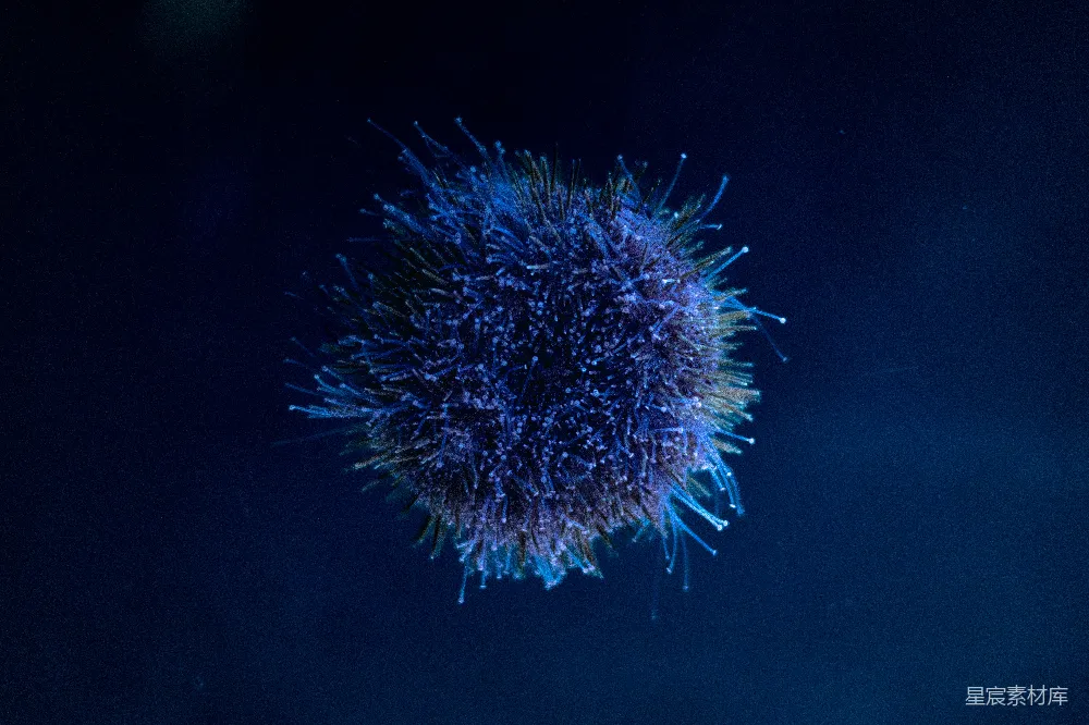 高清摄影  一个蓝色、长刺的海洋生物在黑暗中漂浮。