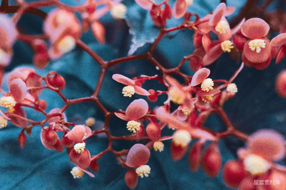 高清摄影 壁纸 一株带有红色花朵的植物的特写
