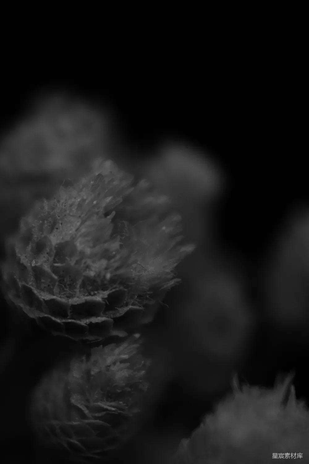高清摄影  一张黑白照片，展示了一簇花朵。