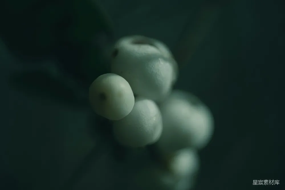 高清摄影  在深色背景前的白色浆果特写。