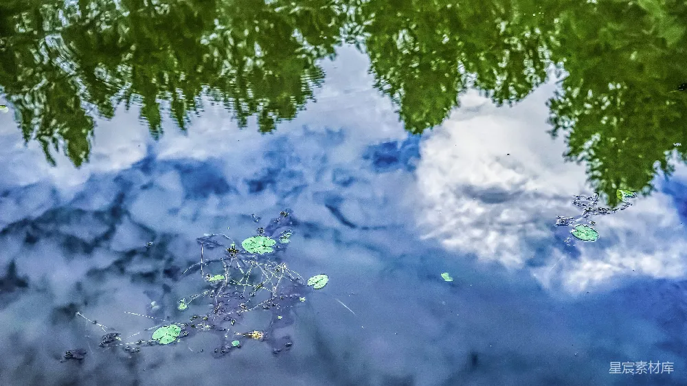 高清摄影  水中树的倒影