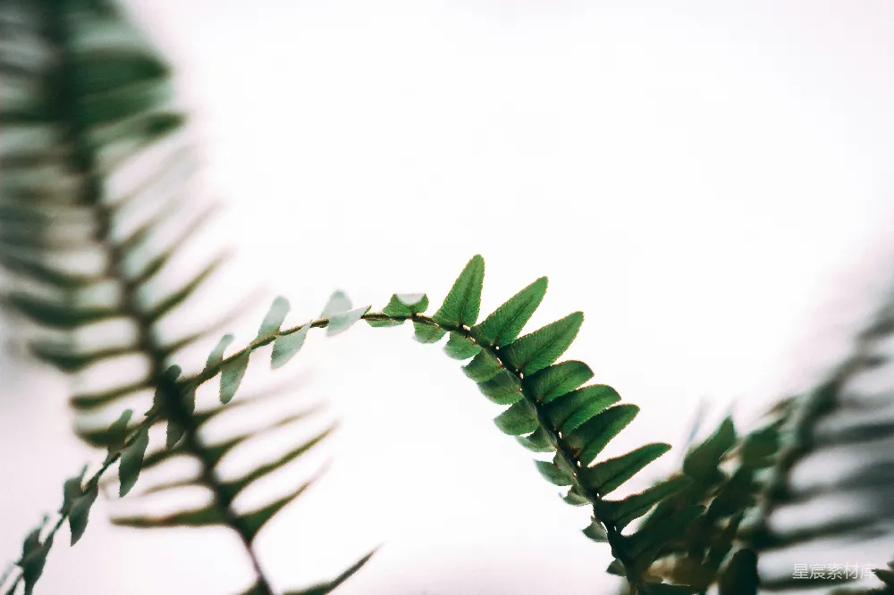 高清摄影  绿叶植物