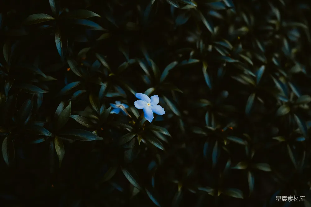 高清摄影  白花绿叶