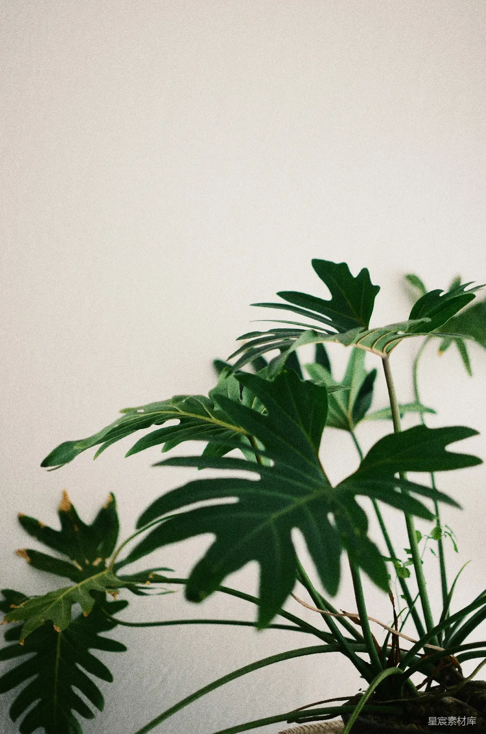 高清摄影  绿色叶植物