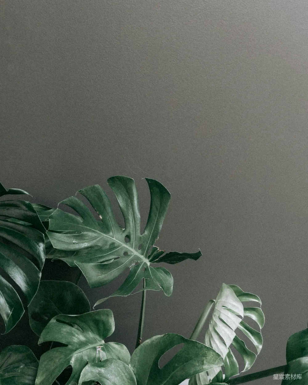高清摄影  一株绿色的大植物放在木制桌子上。