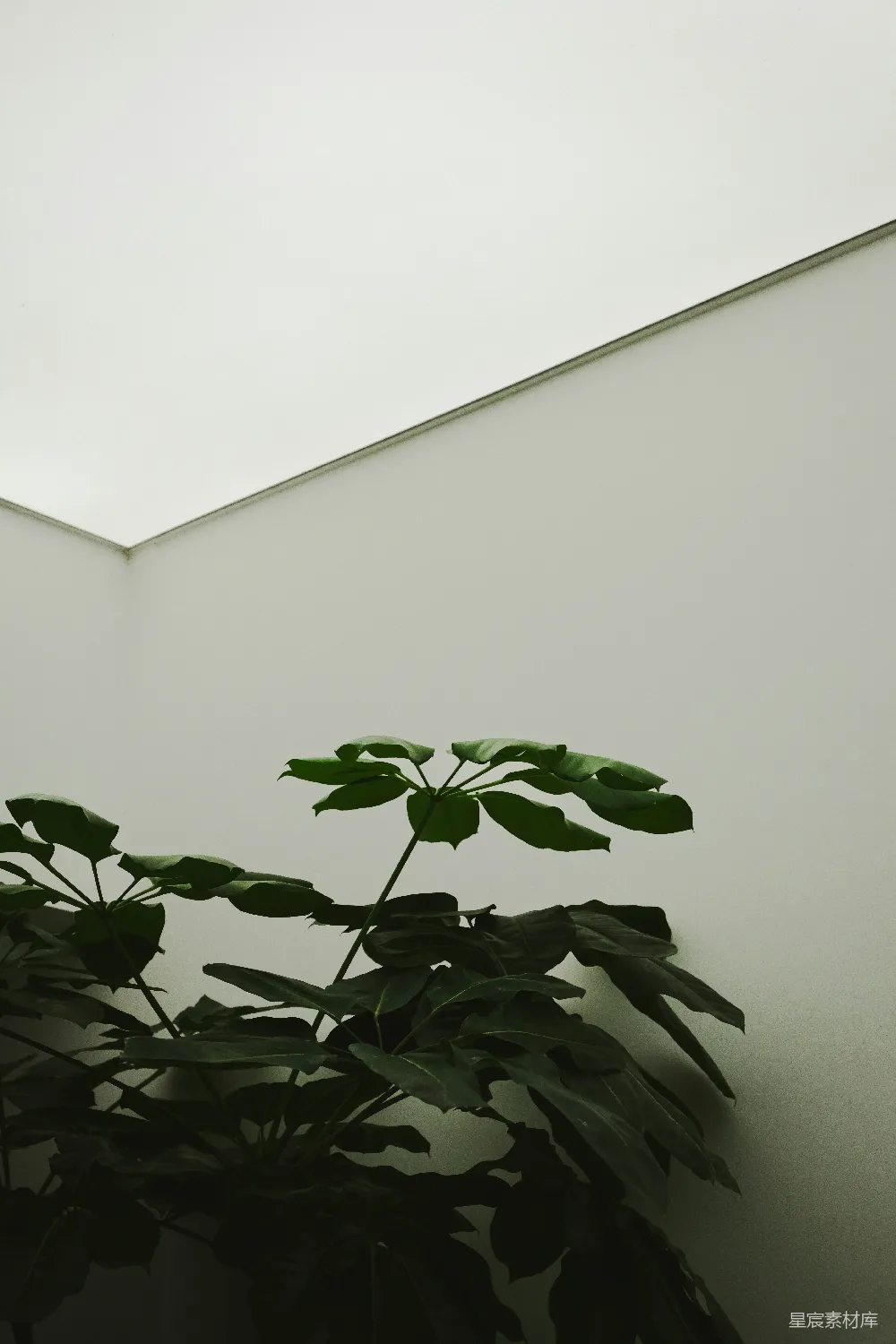 高清摄影 壁纸 一盆植物放在房间的角落里