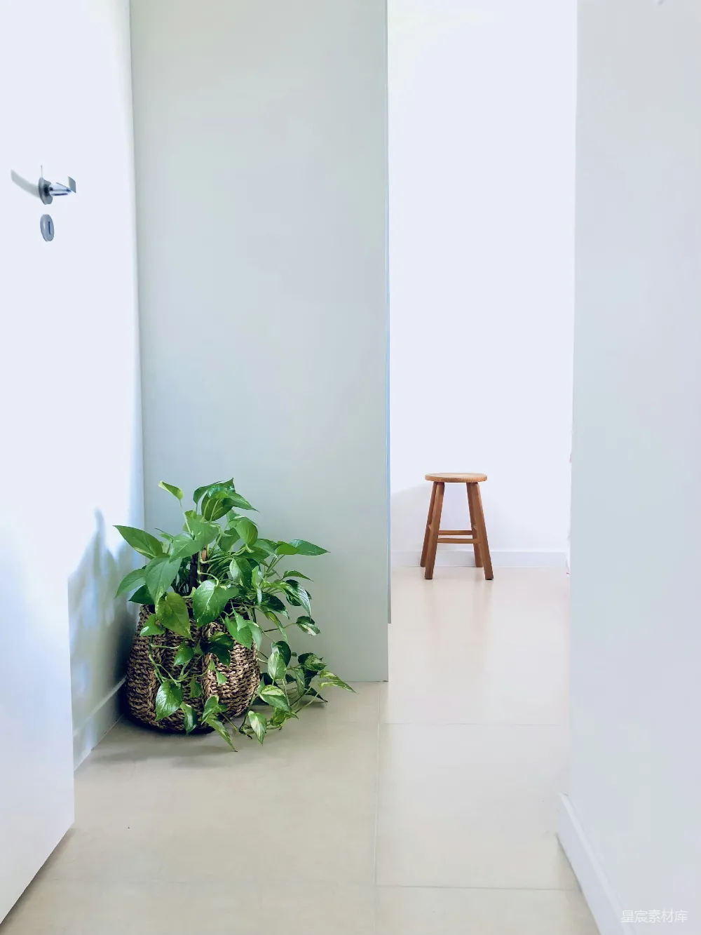 高清摄影  一盆植物放在房间角落里。
