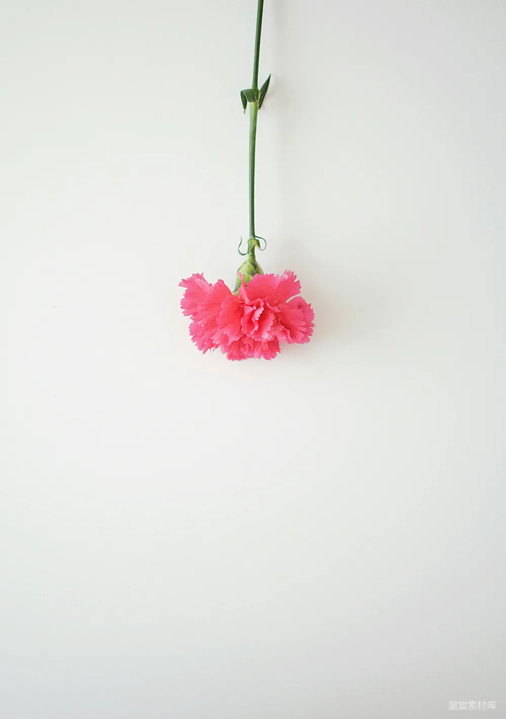 高清摄影  粉红色花瓣的花