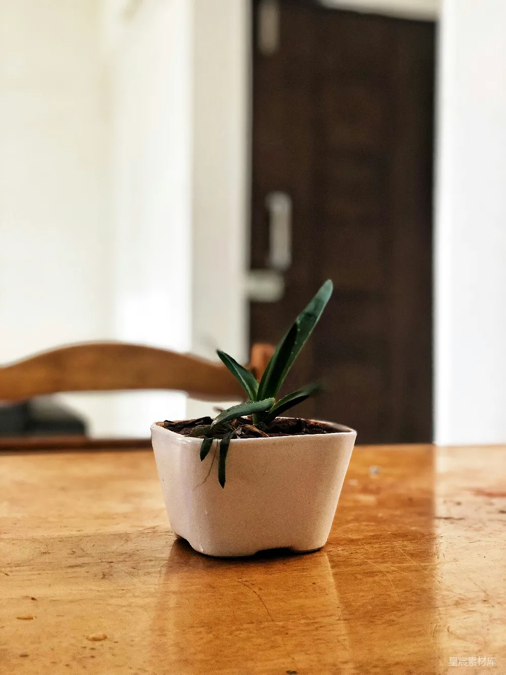 高清摄影  绿色植物
