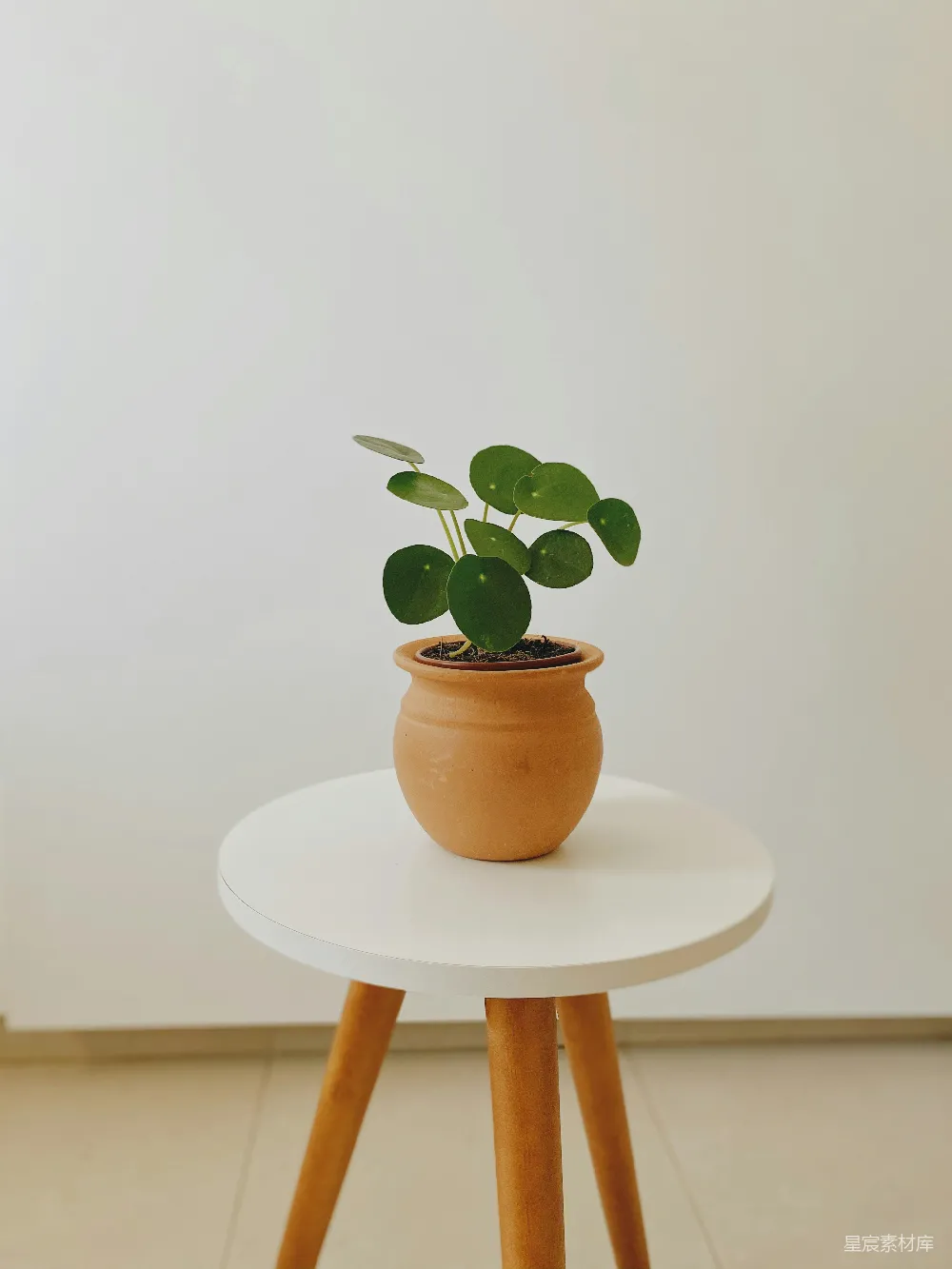 高清摄影  绿色植物在棕色花盆里