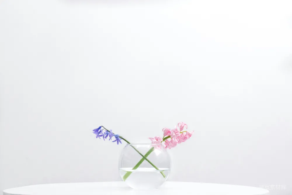 高清摄影  两个紫色和粉红色花瓣的花放在透明玻璃碗里