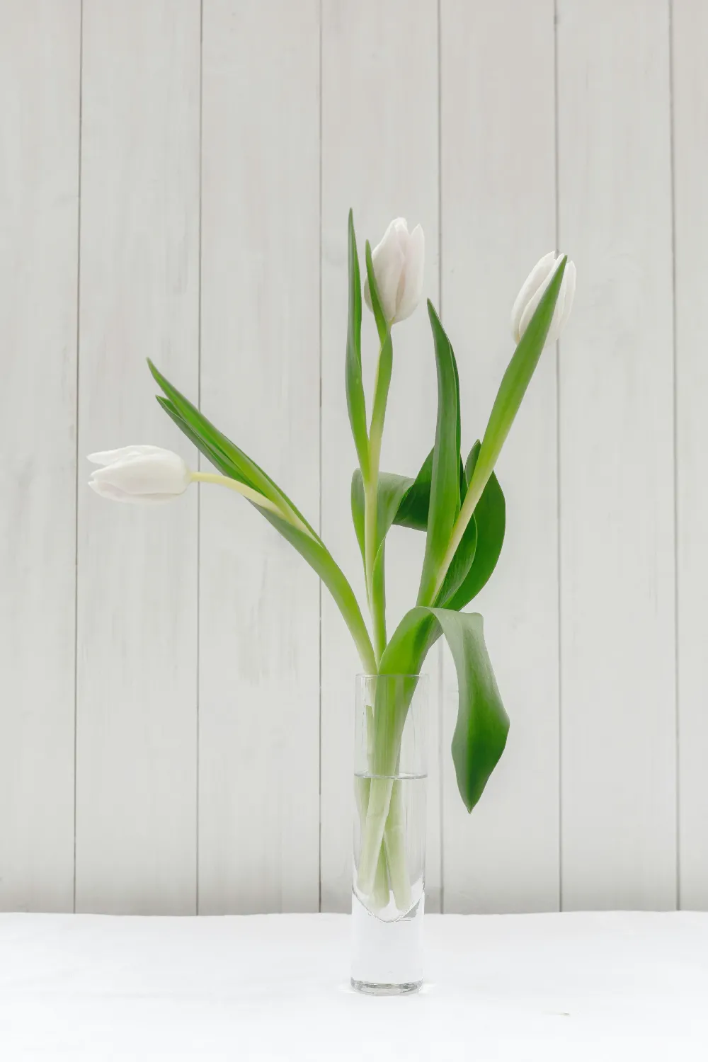 高清摄影  一个装满白色花朵的花瓶放在桌子上。