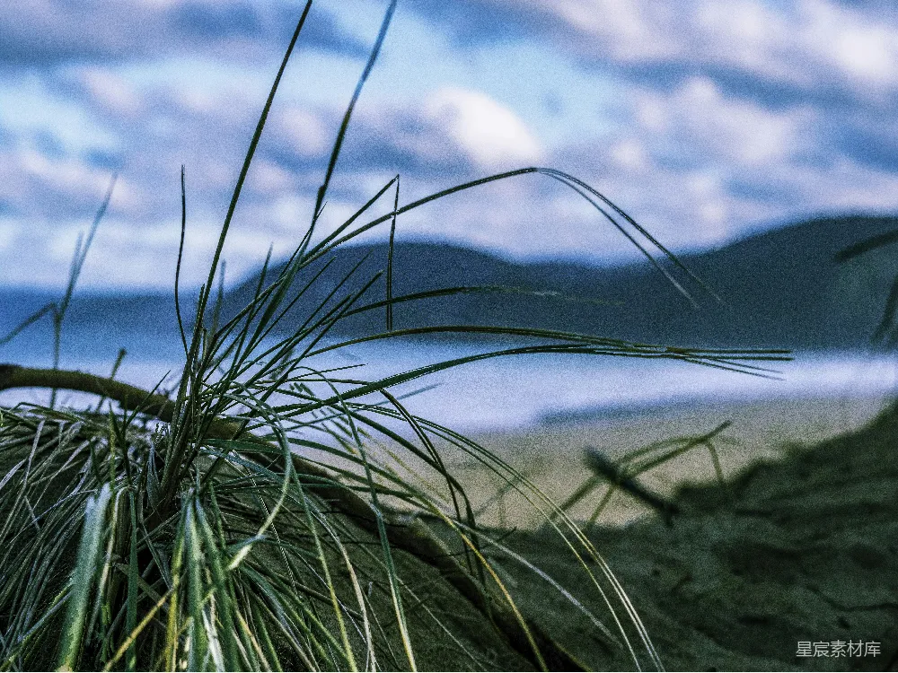 高清摄影  一张草地的特写照片