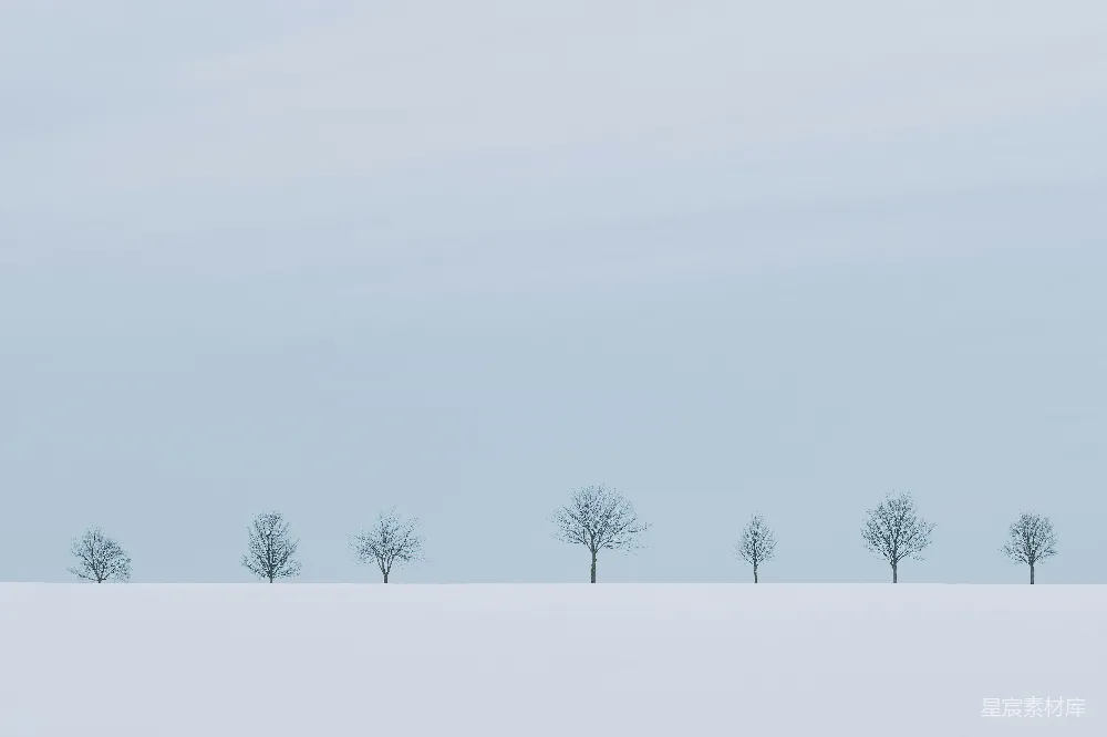 高清摄影  光秃秃的树在积雪覆盖的地面上