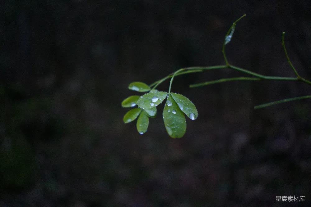 高清摄影  一株带有水珠的绿色植物