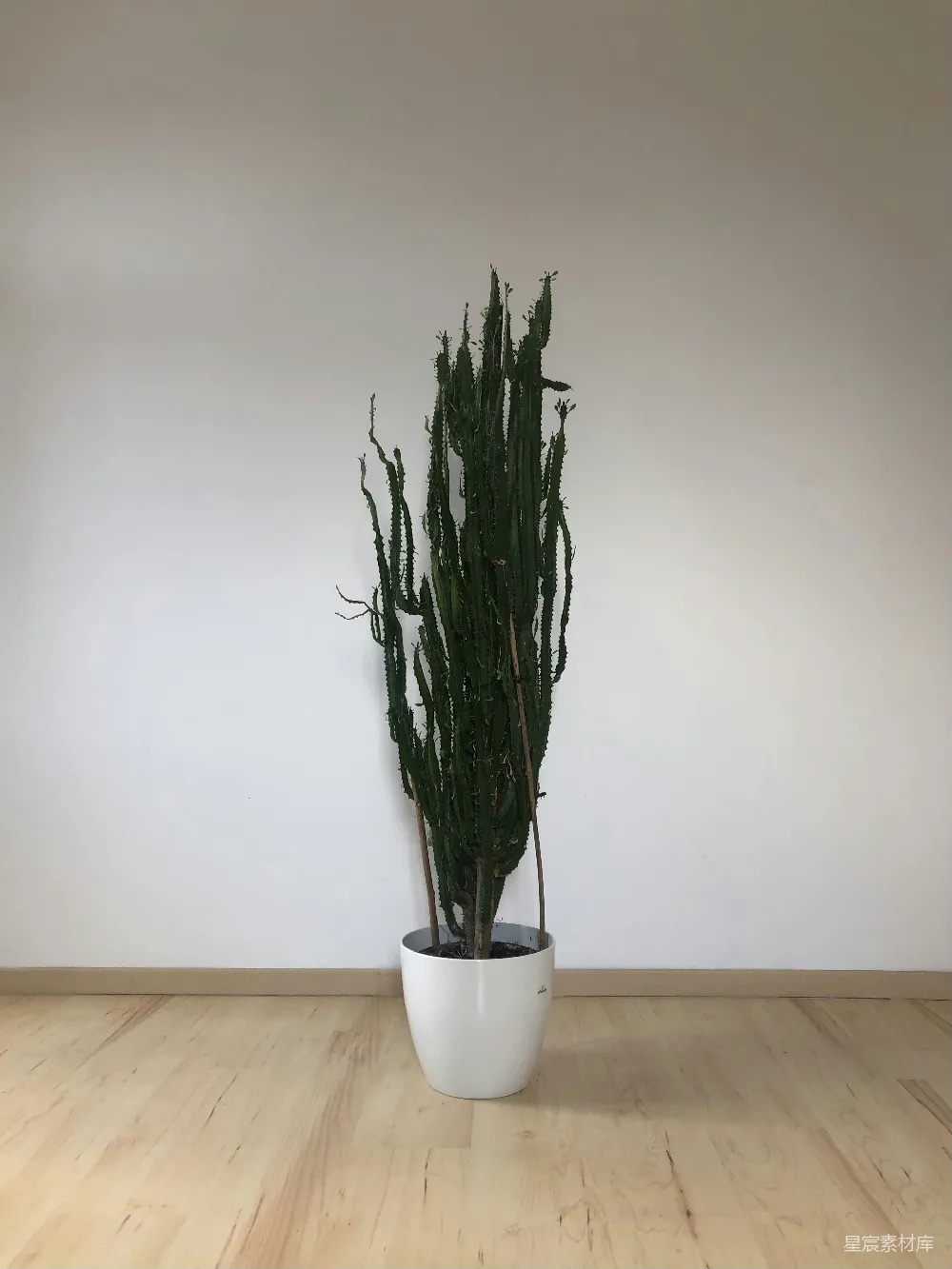 高清摄影 壁纸 一盆植物放在木质地板上