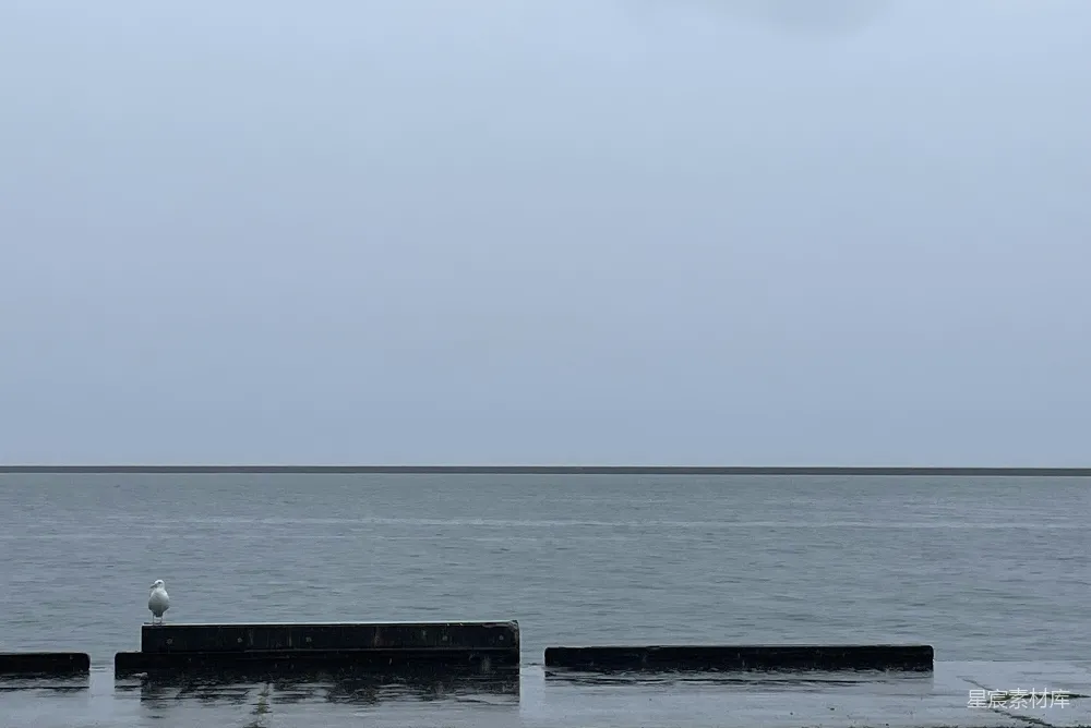 高清摄影 自然 一只海鸥站在海边的混凝土结构上。