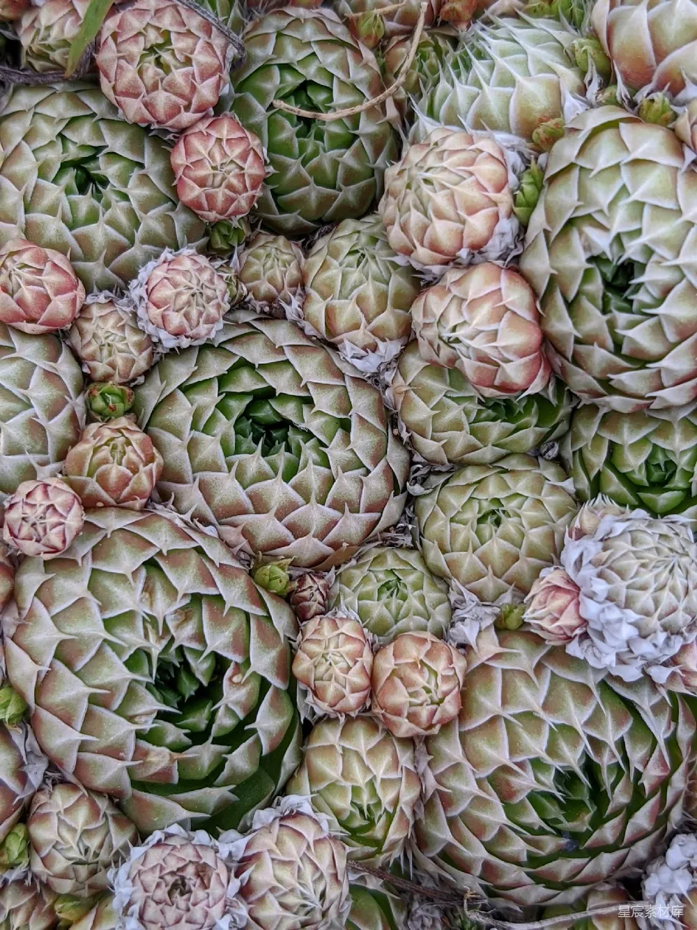 高清摄影  一堆金针菇堆在一起