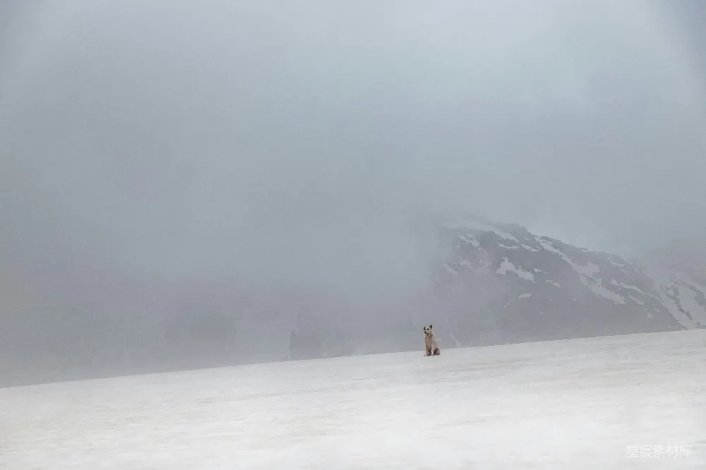 高清摄影 自然 壁纸 旅行 在白天，一个人走在被雪覆盖的田野上。