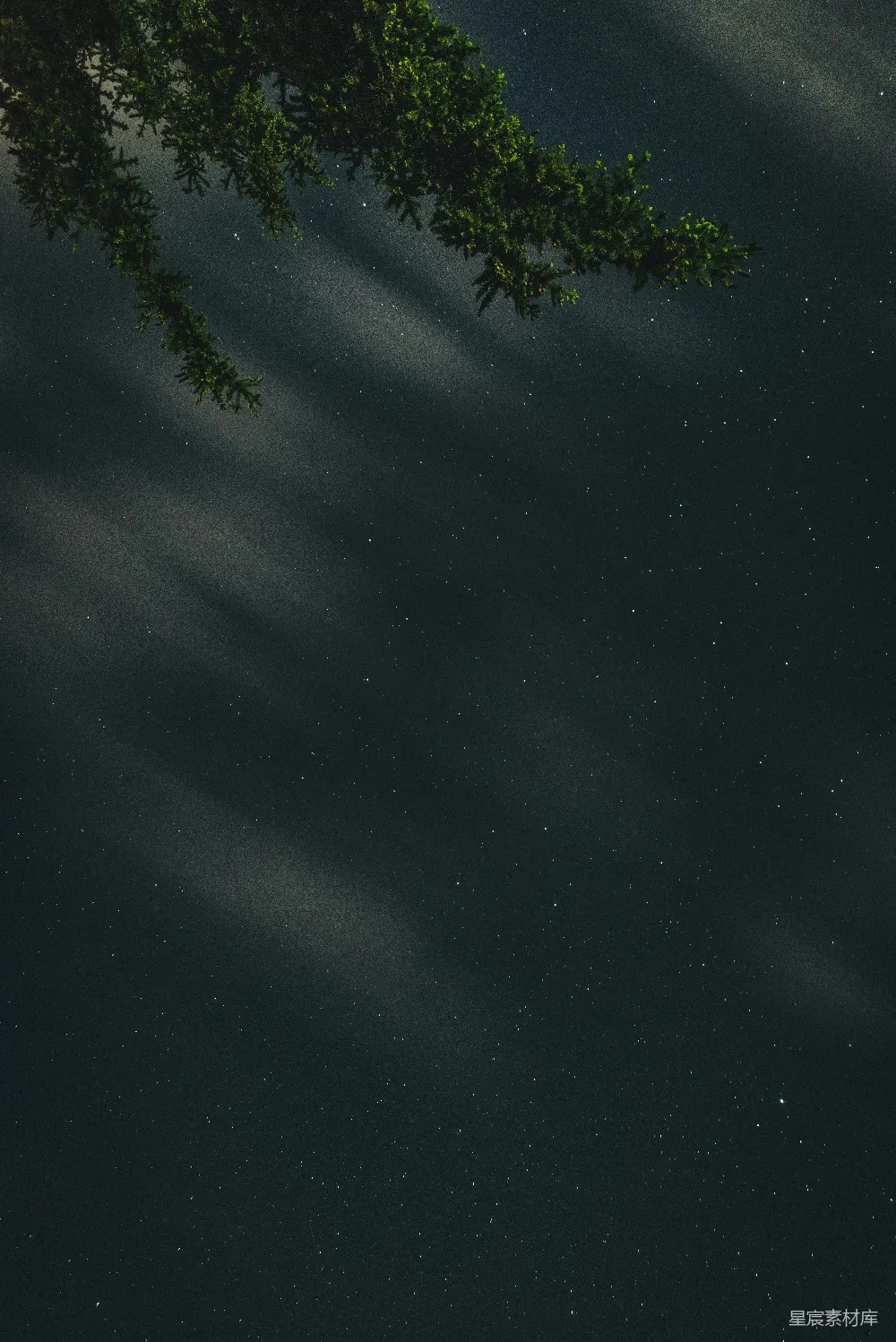 高清摄影 壁纸 自然 蓝天下夜晚的绿树