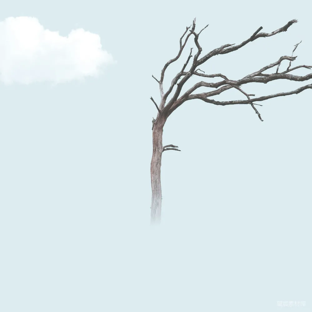 高清摄影  棕色光秃的树插图