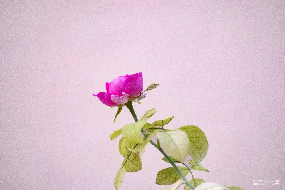 高清摄影  一只粉红色的玫瑰花插在花瓶里。