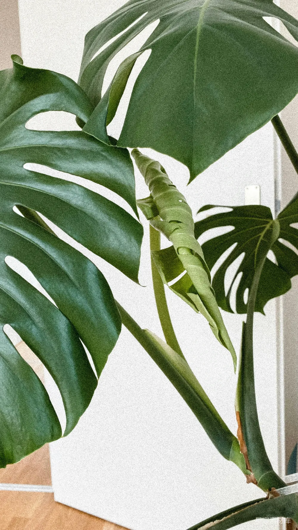 高清摄影 自然 一种有叶子的植物