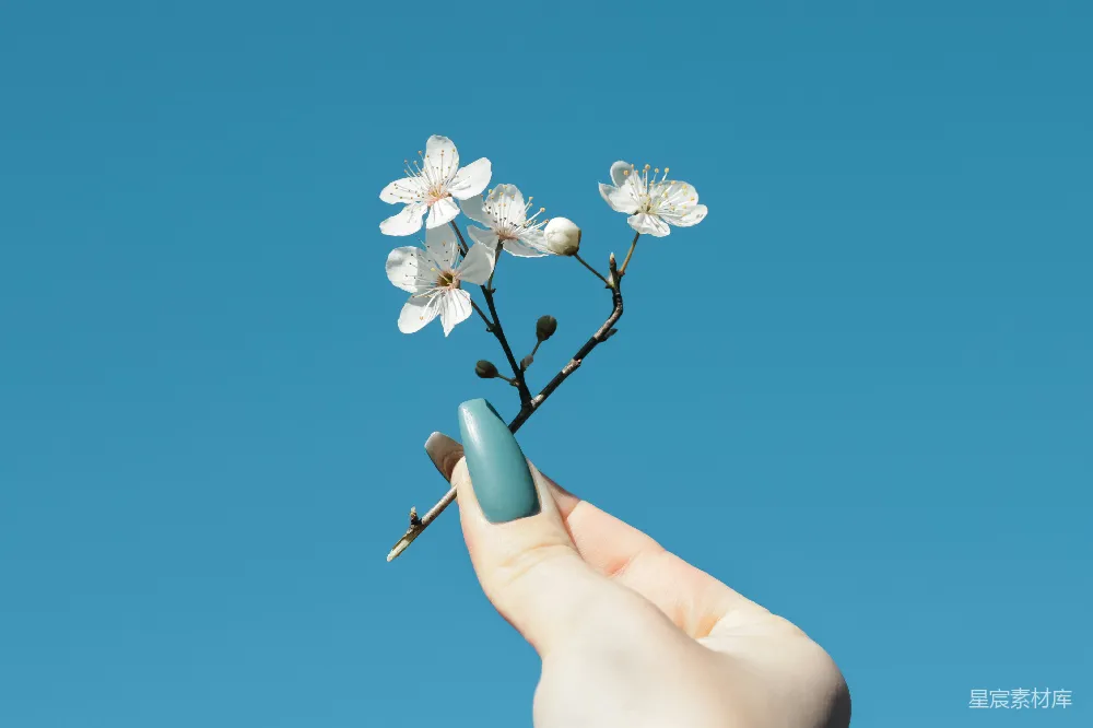 高清摄影  一只手拿着一朵小白花，背景是蓝色的天空。