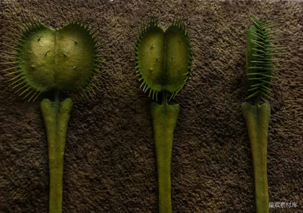 高清摄影  三株绿色植物放在地毯上。
