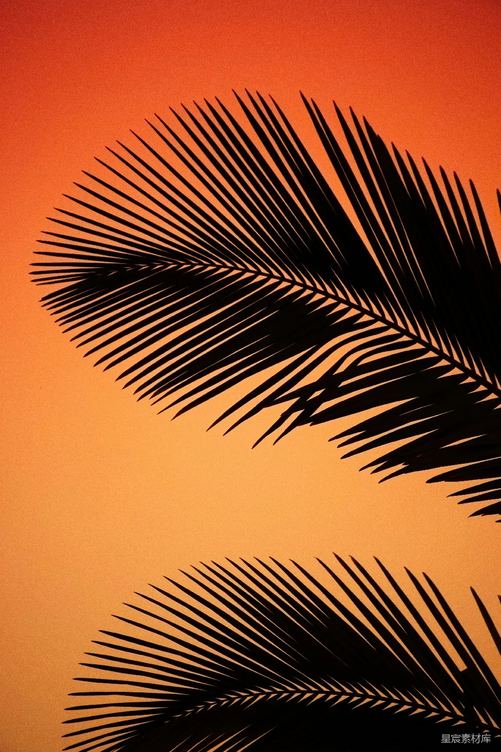 高清摄影  一株棕榈树的剪影在橙色的天空中。