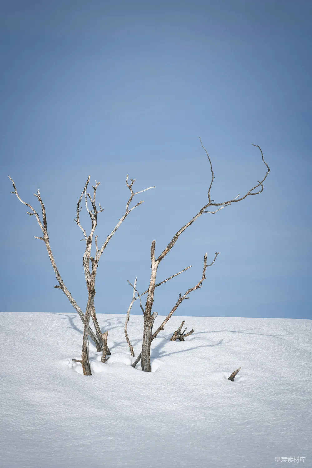 高清摄影  光秃秃的棕色树木在积雪覆盖的地面上。