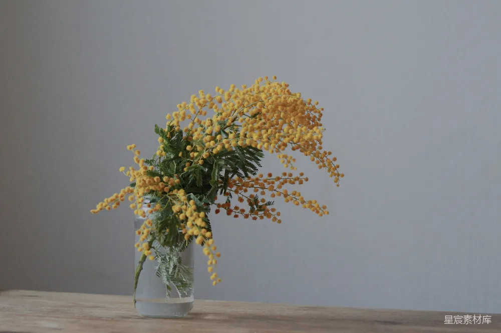 高清摄影  绿叶黄花植物