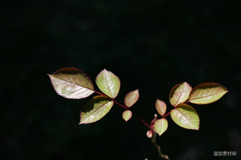 高清摄影  在特写摄影中，绿色和棕色的叶子。