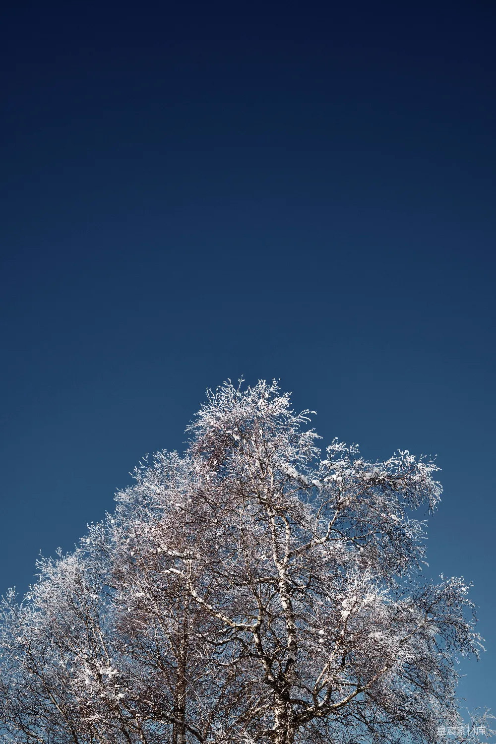 高清摄影 自然 壁纸 一片蓝色的天空下，一棵被雪覆盖的大树