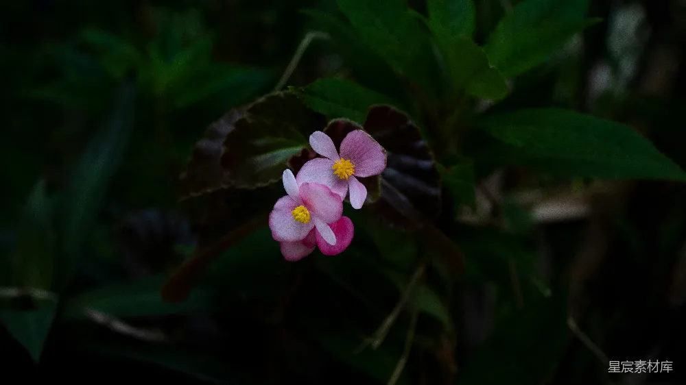 高清摄影  一株植物上的一朵紫色花