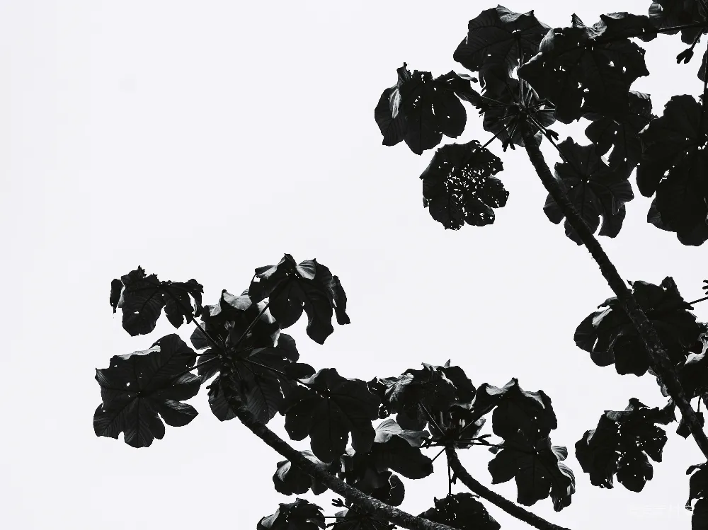高清摄影  一张黑白照片，描绘了一棵枝叶繁茂的树。