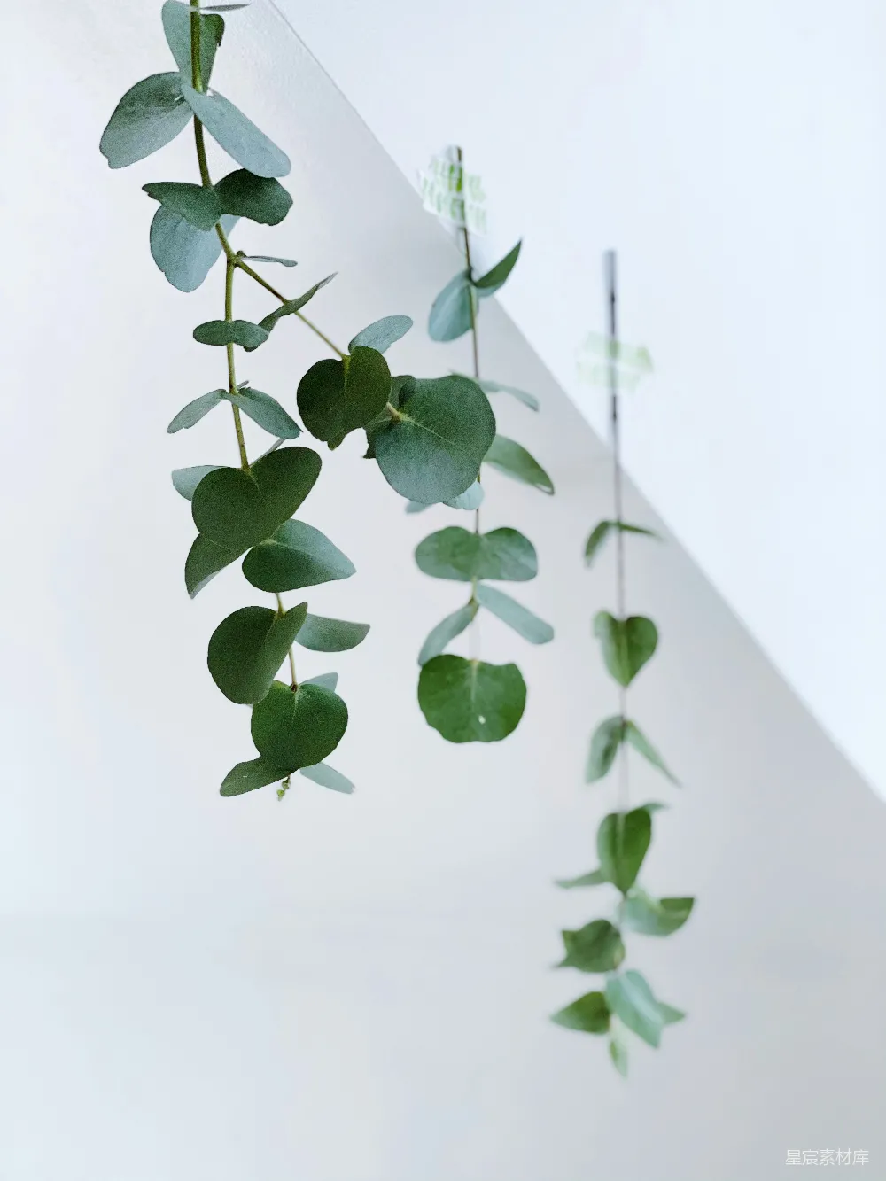 高清摄影  一株长着绿叶的植物从上面垂下来。