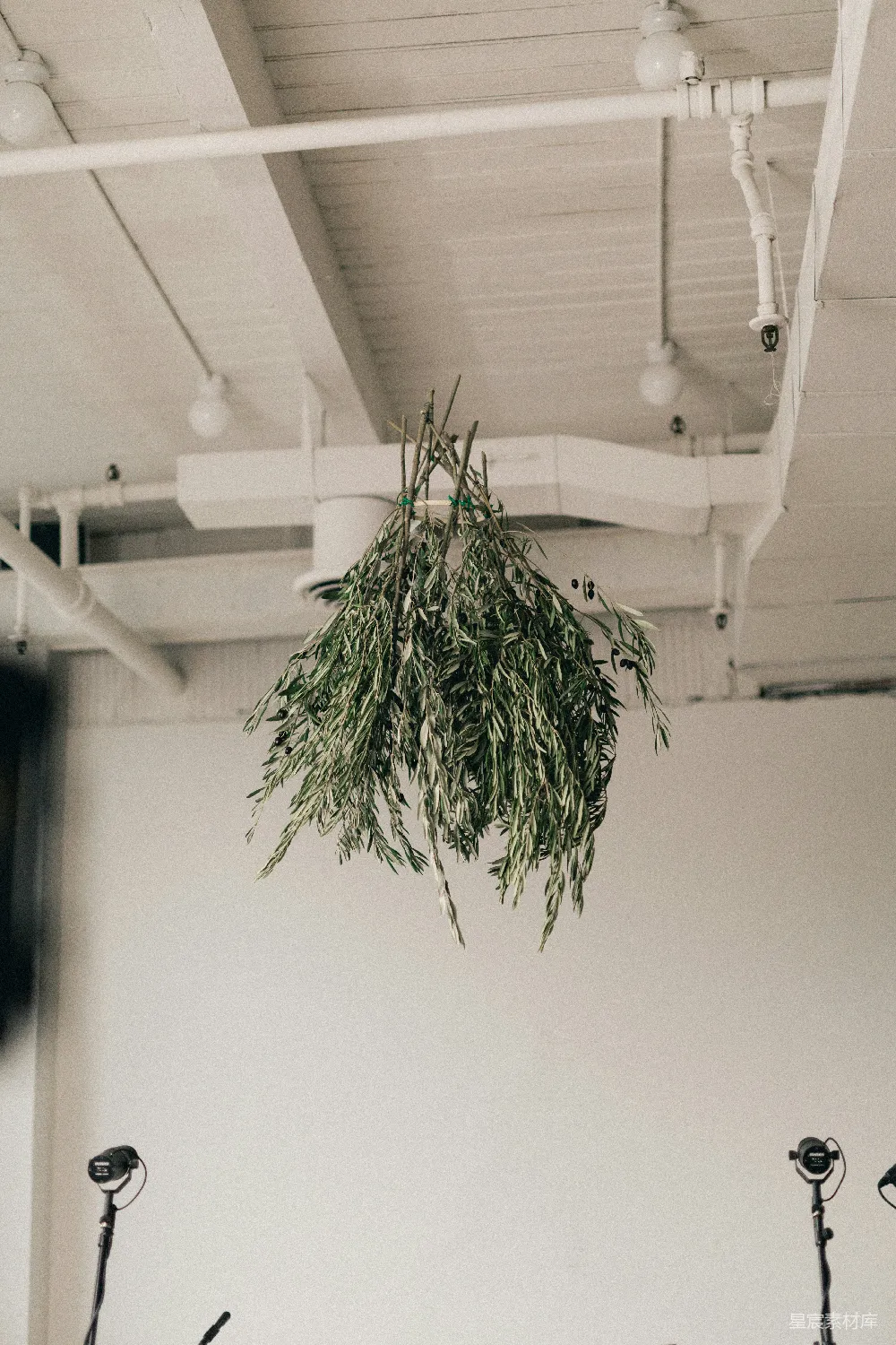 高清摄影  一盆植物悬挂在房间的天花板上
