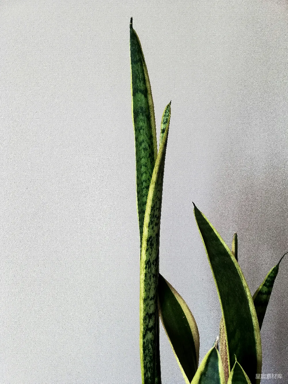 高清摄影  近距离拍摄的绿色植物