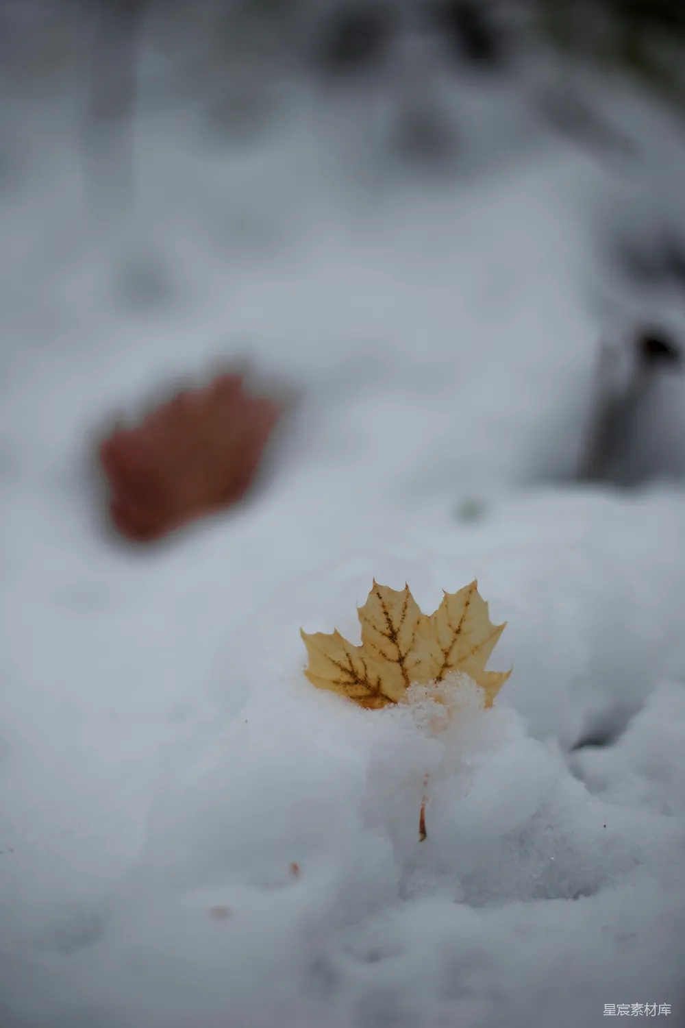 高清摄影  棕色的树叶落在被雪覆盖的地上
