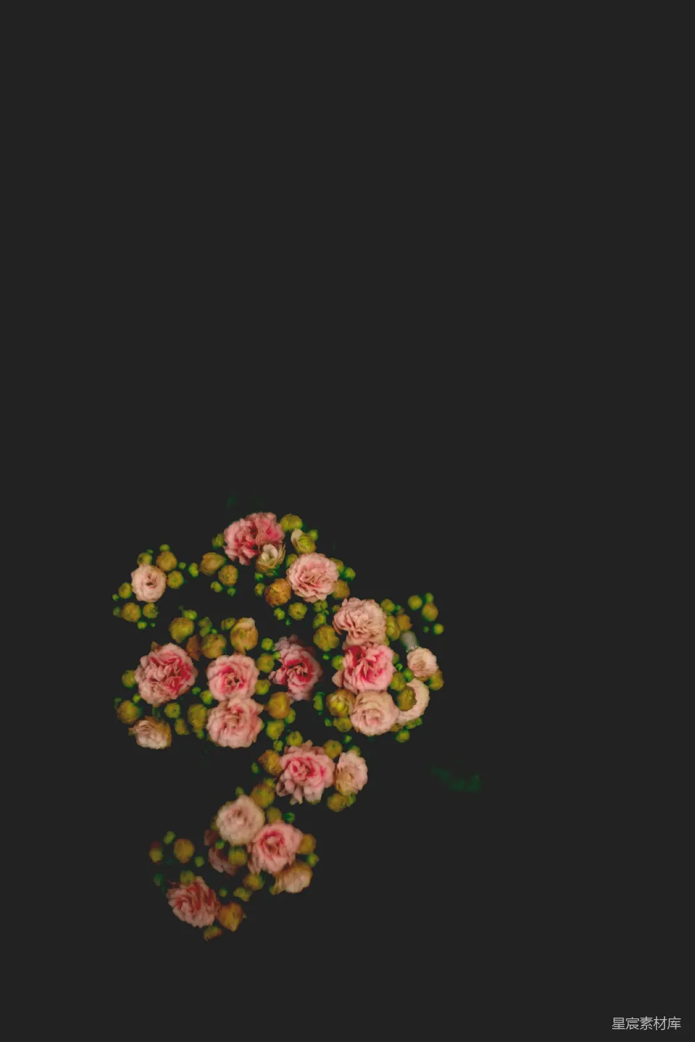 高清摄影  粉红色花瓣的花