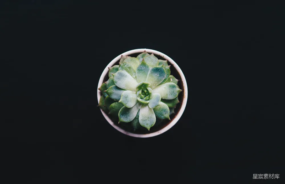 高清摄影  多汁植物