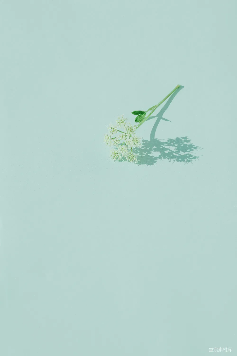 高清摄影 壁纸 一朵浅蓝色背景上的单花
