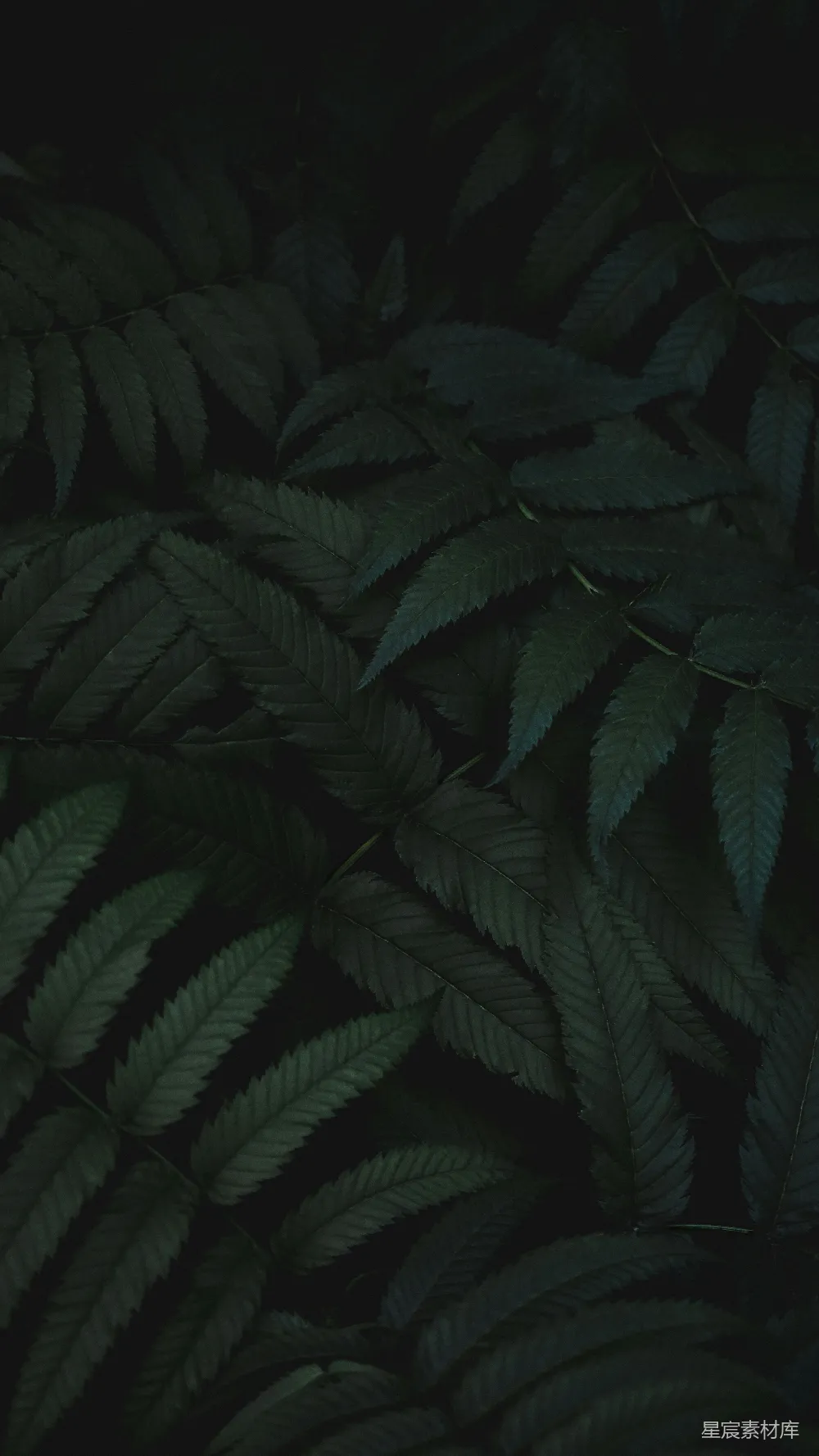 高清摄影  植物的浅景深摄影