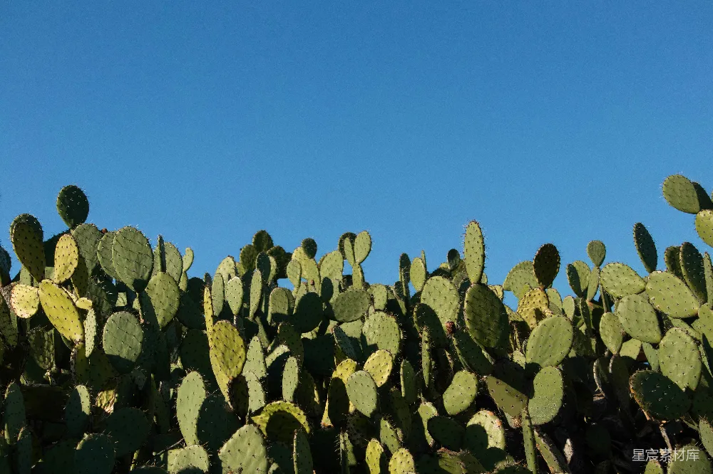 高清摄影  绿色仙人掌植物领域