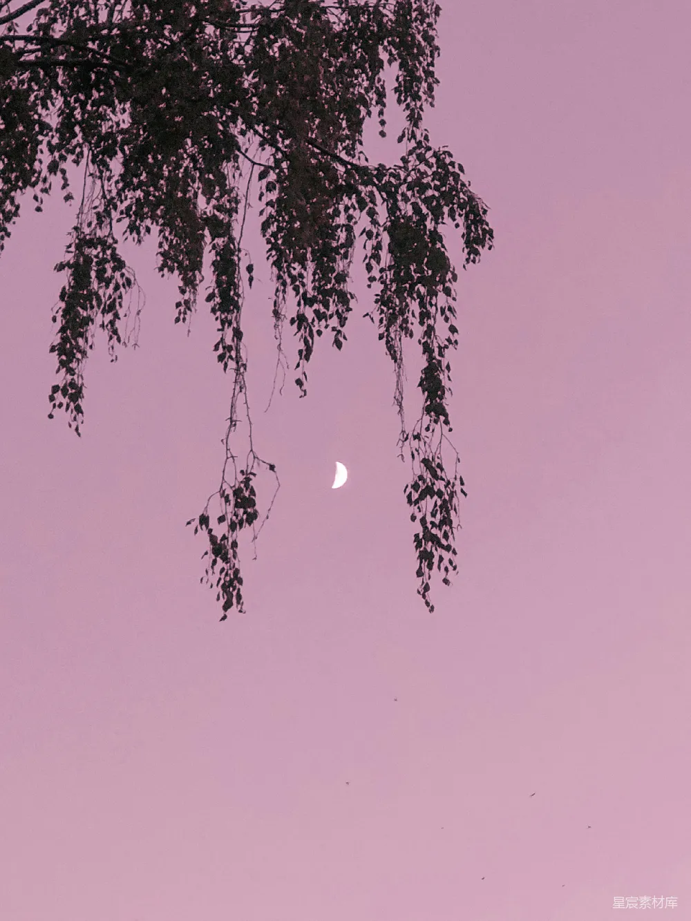 高清摄影  一棵树和天空中的一弯新月