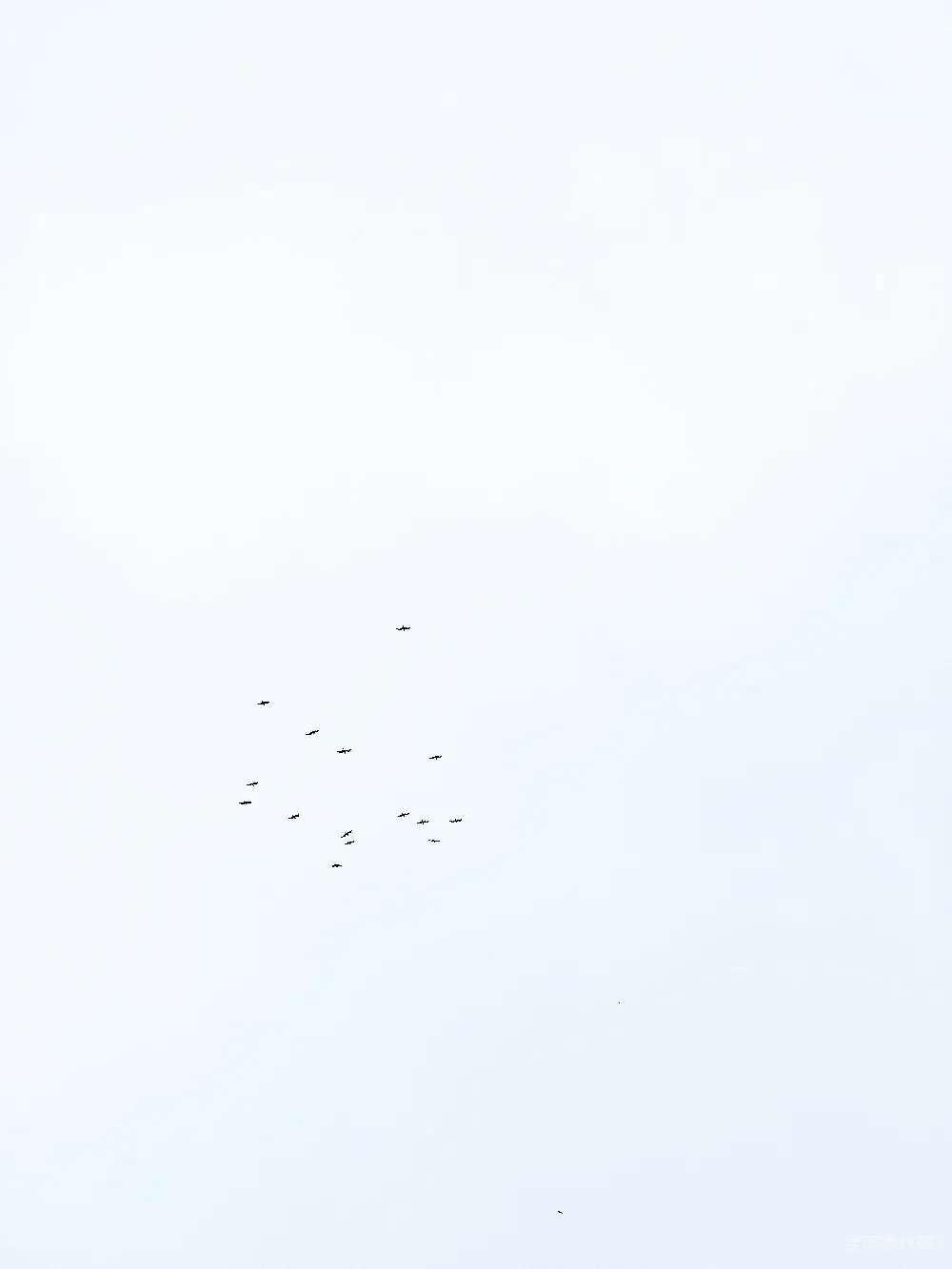 高清摄影  晴空下飞翔的鸟